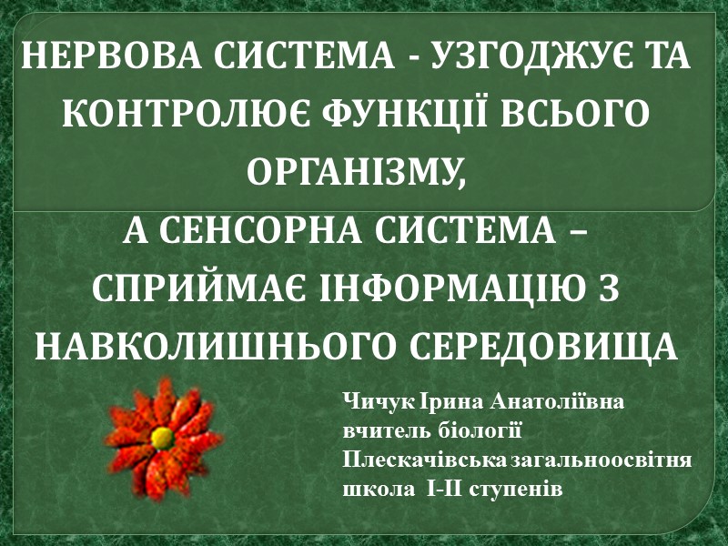 НЕРВОВА СИСТЕМА - УЗГОДЖУЄ ТА КОНТРОЛЮЄ ФУНКЦІЇ ВСЬОГО ОРГАНІЗМУ,  А СЕНСОРНА СИСТЕМА –